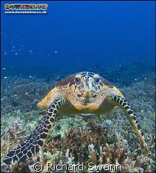 Hawksbill Turtle, Lost Reefs, East Coast Sabah, Borneo. N... by Richard Swann 